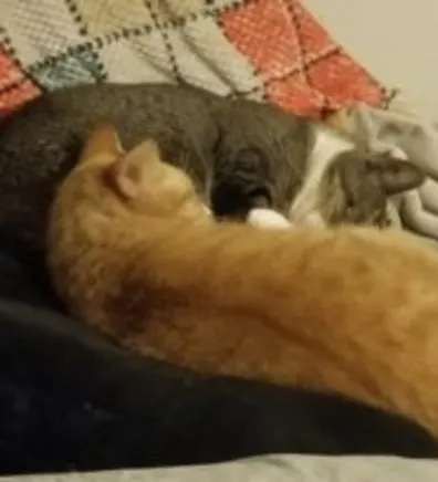 two cats laying down